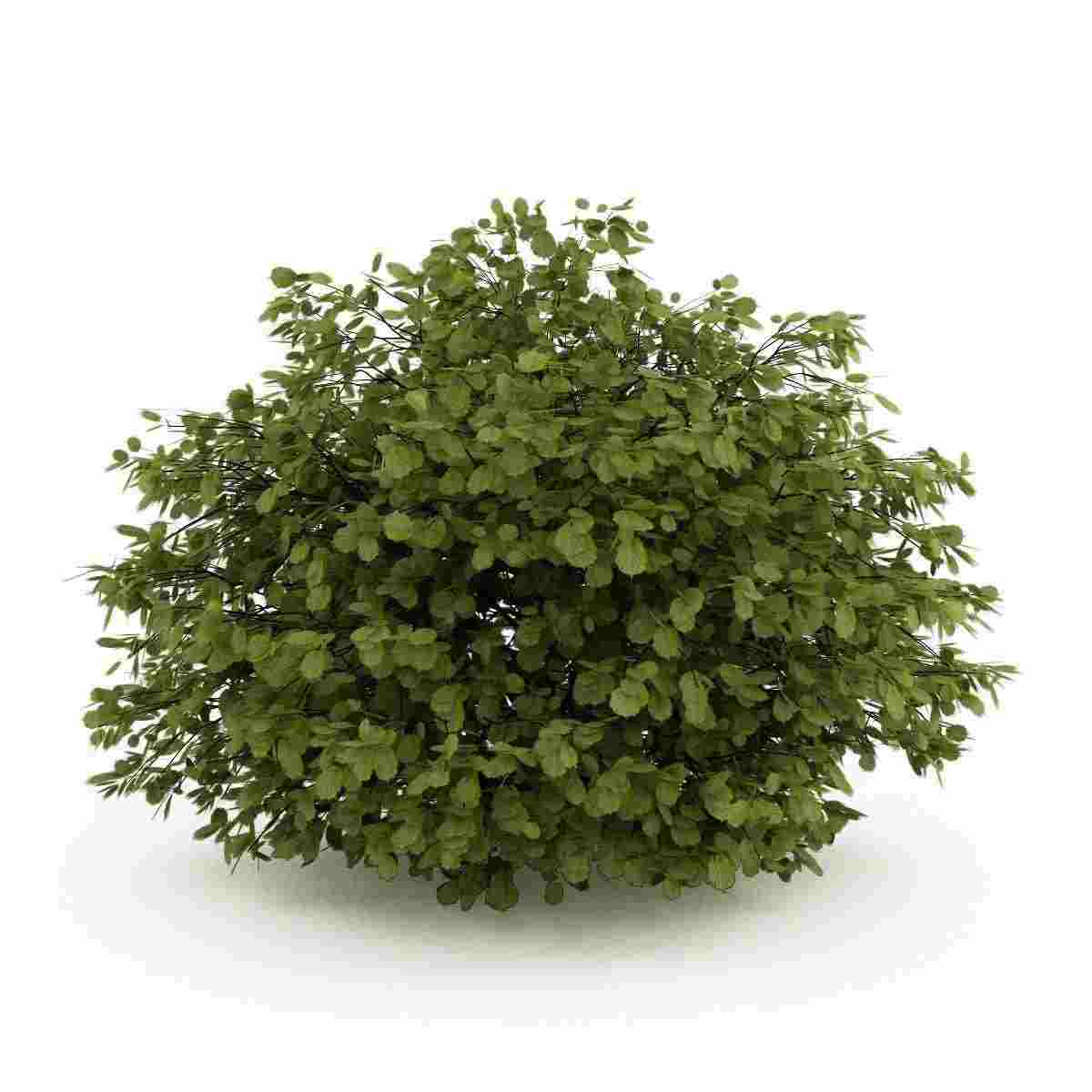 акустик капсулы инструкция по применению цена