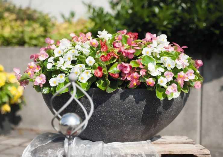 бегония вечноцветущая уход в домашних условиях