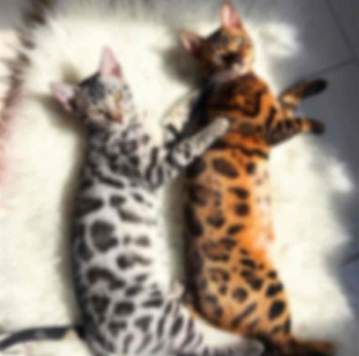 бенгальская кошка список пород кошек