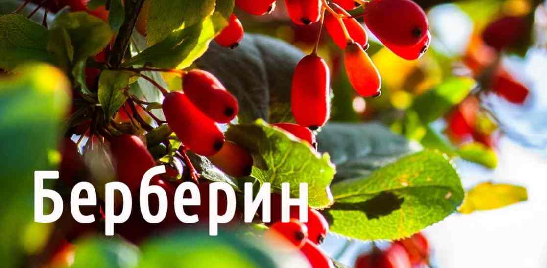 берберин инструкция по применению отзывы