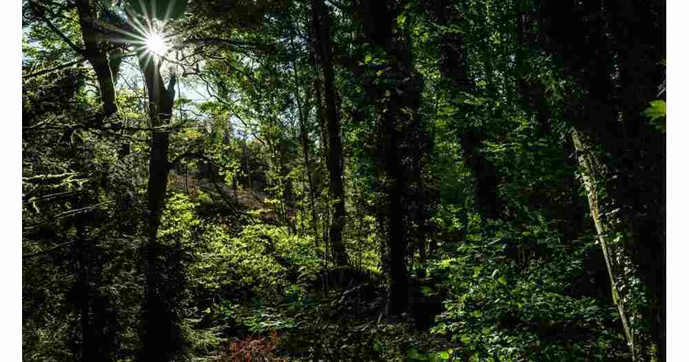 благодаря холодным течениям климат побережий становится более