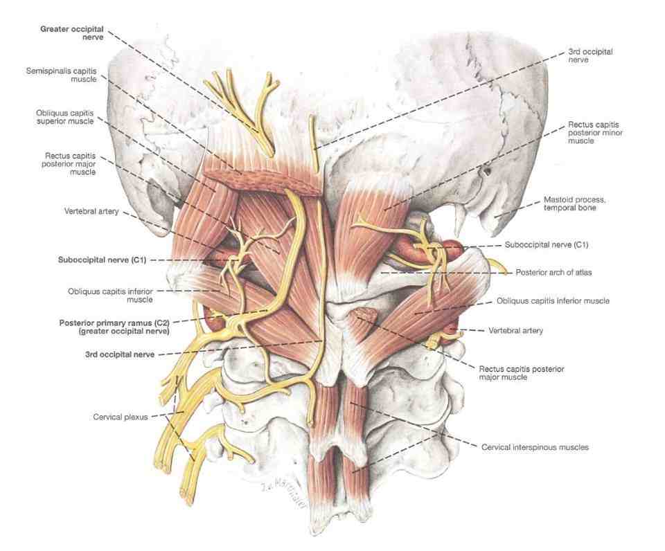 боль в затылочной части головы