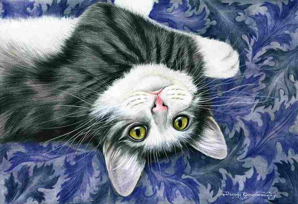 в следующей жизни когда я стану кошкой