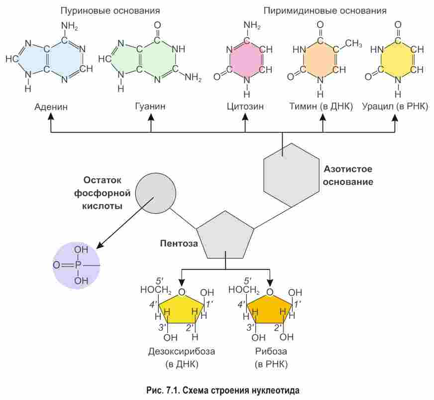 в состав нуклеотидов днк входят