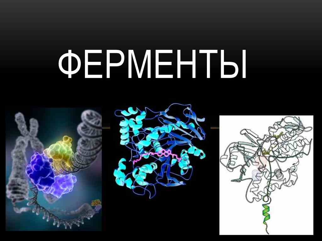 в состав ферментов входят также