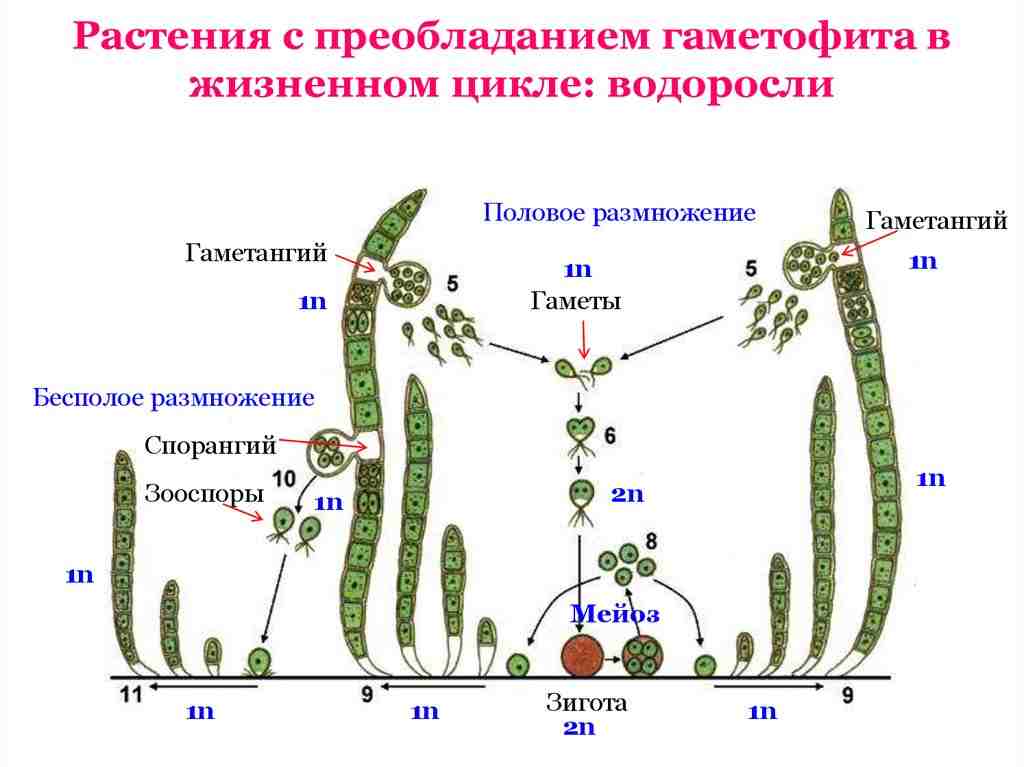 в цикле развития преобладает гаметофит