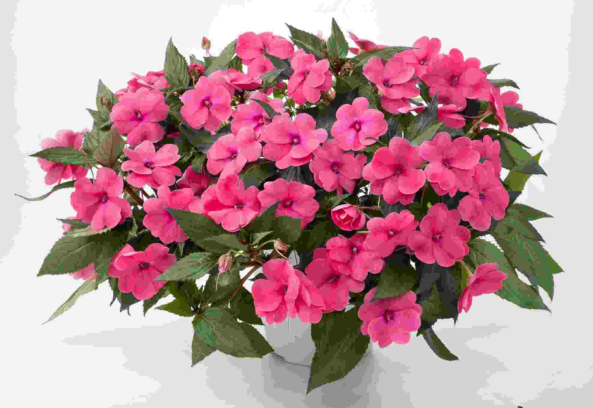 валазамин инструкция по применению цена отзывы