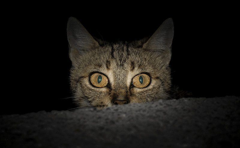 видят ли кошки в темноте