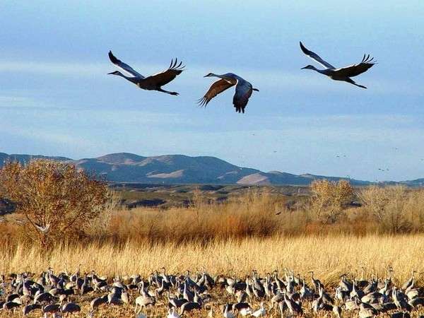вот наступит октябрь и покажутся вдруг журавли