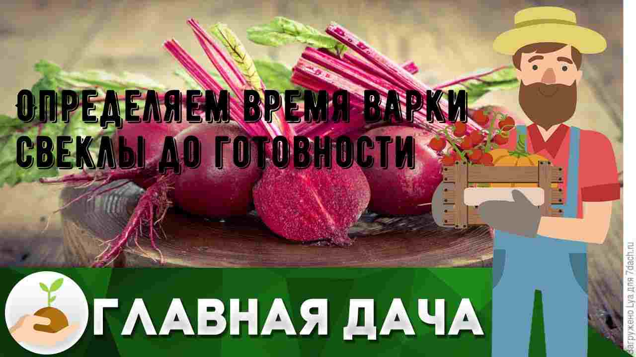 время варки свеклы до готовности