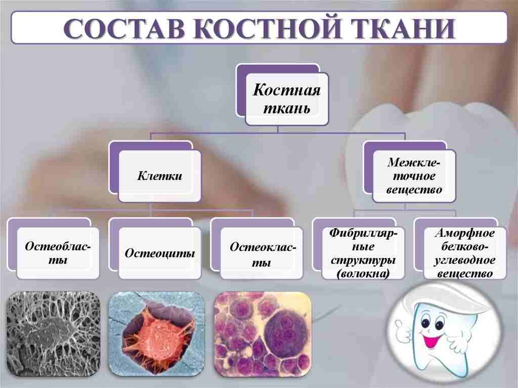 входит в состав костной ткани