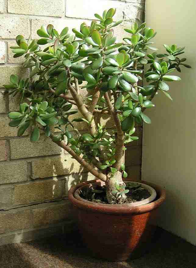 денежное дерево как ухаживать в домашних условиях