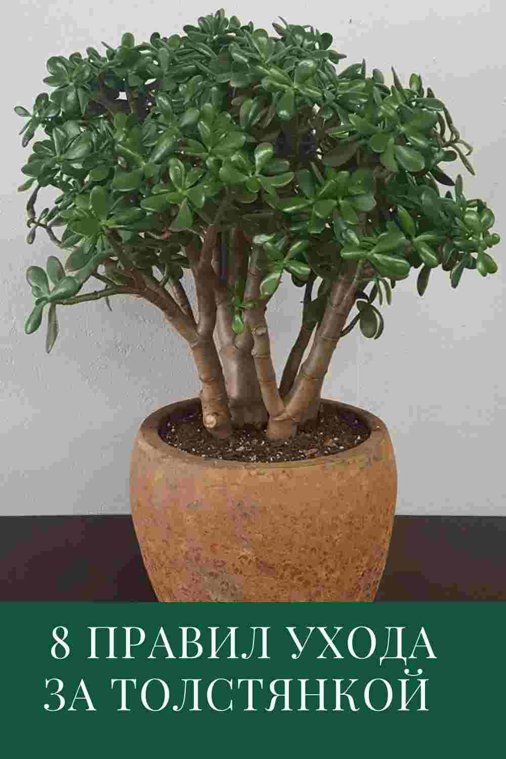 денежное дерево уход в домашних условиях