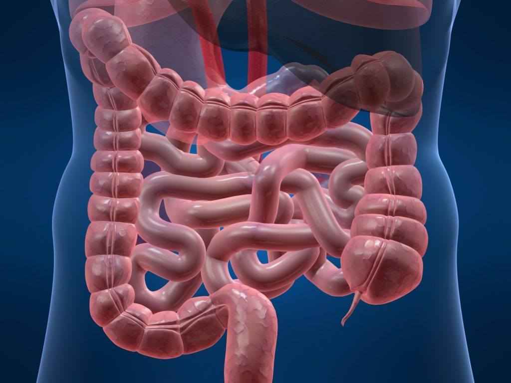 длина кишечника у взрослого человека