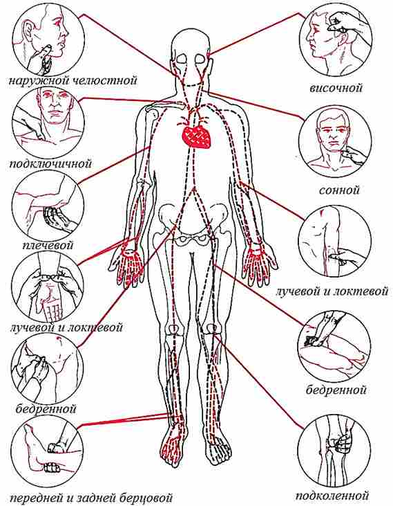 для временной остановки артериального кровотечения необходимо