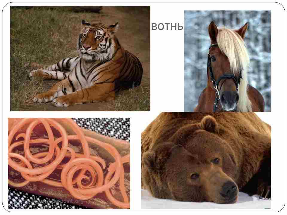 для животных характерен тип питания