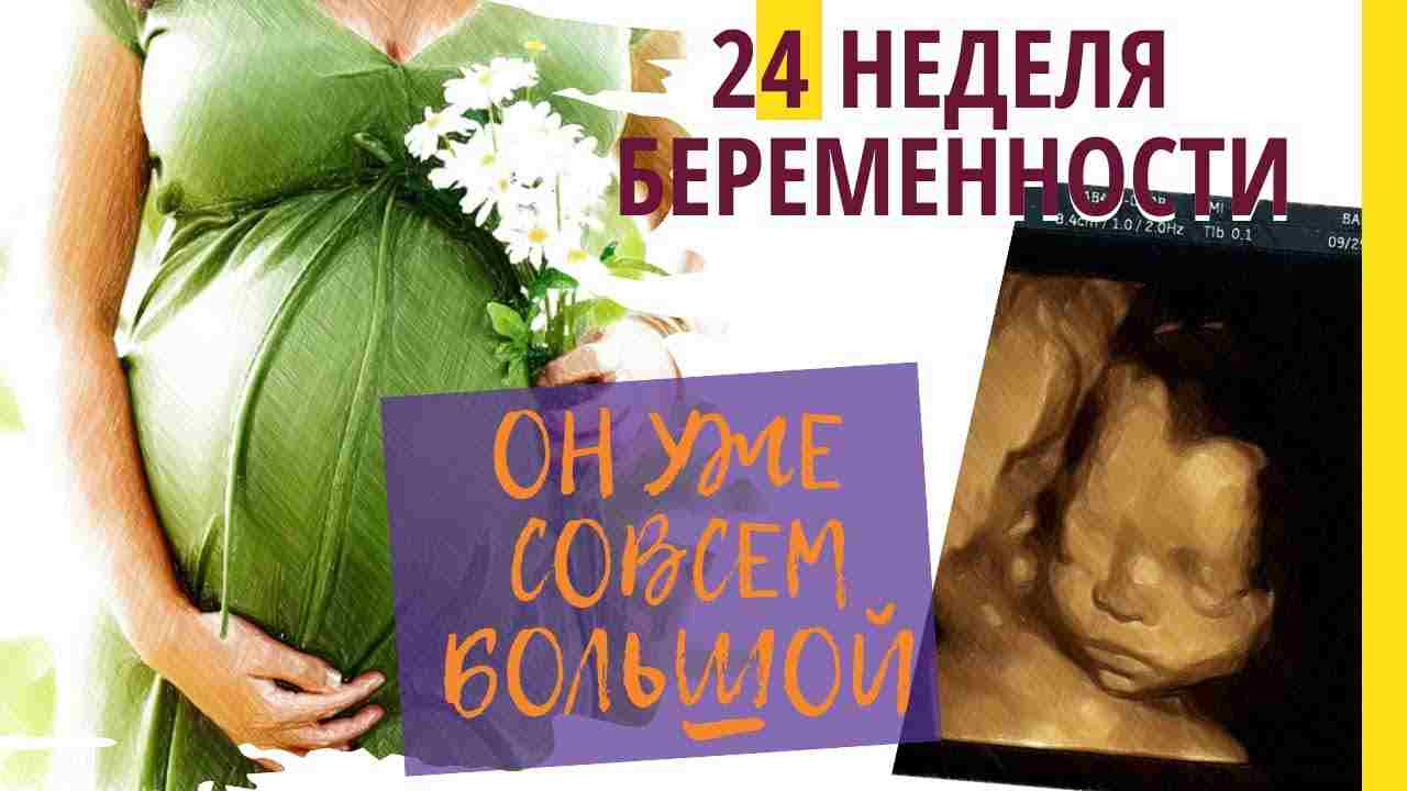 живот на 24 неделе беременности