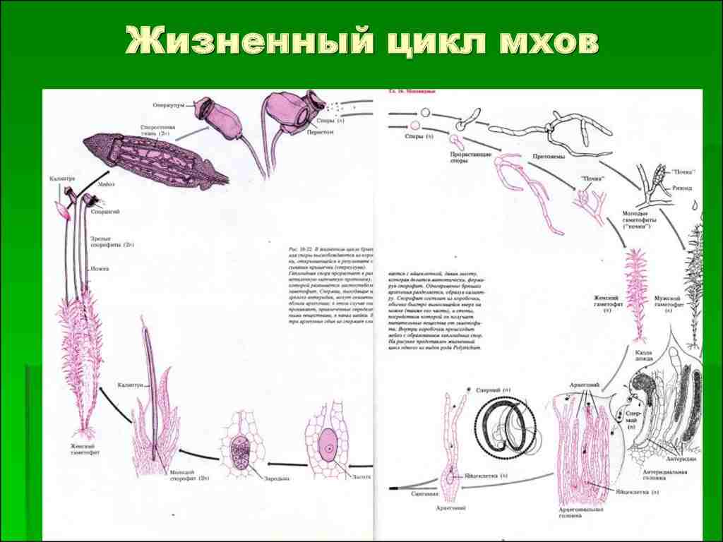 жизненный цикл высших споровых растений 7 класс