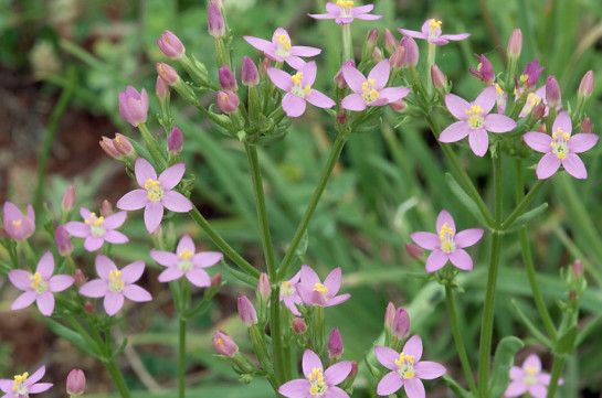 золототысячник инструкция по применению цена капсулы