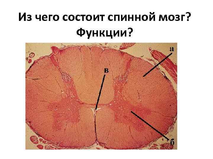 из чего состоит спинной мозг