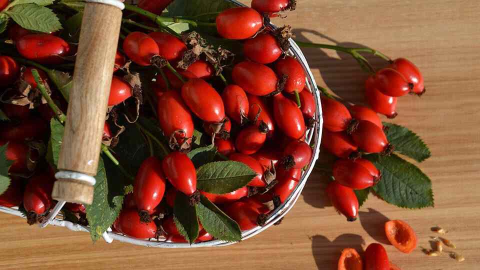 как заваривать шиповник сушеный правильно