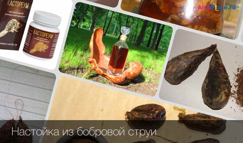 как правильно пить бобровую струю