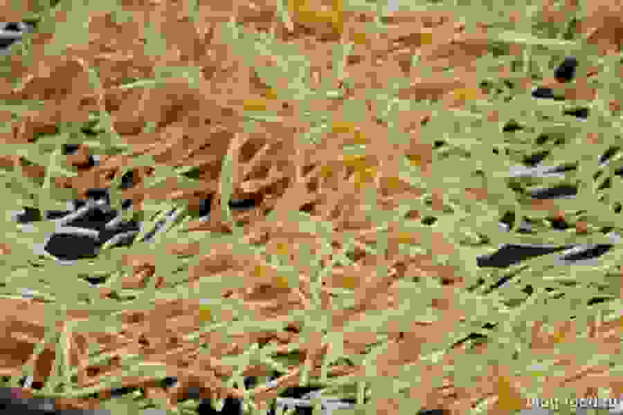 как приготовить мелкую вермишель на сковороде