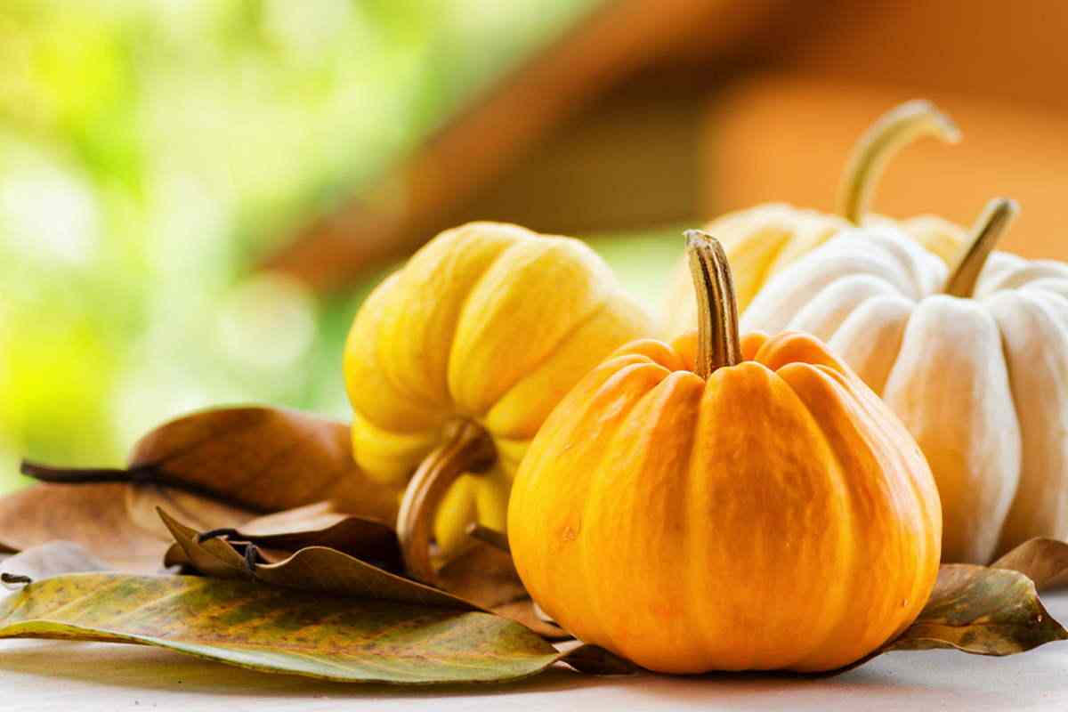 как приготовить тыкву на сковороде кусочками