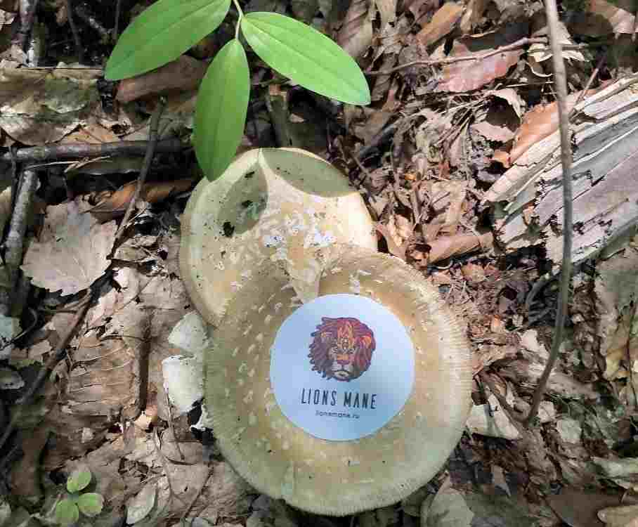 как принимать мельдоний в капсулах