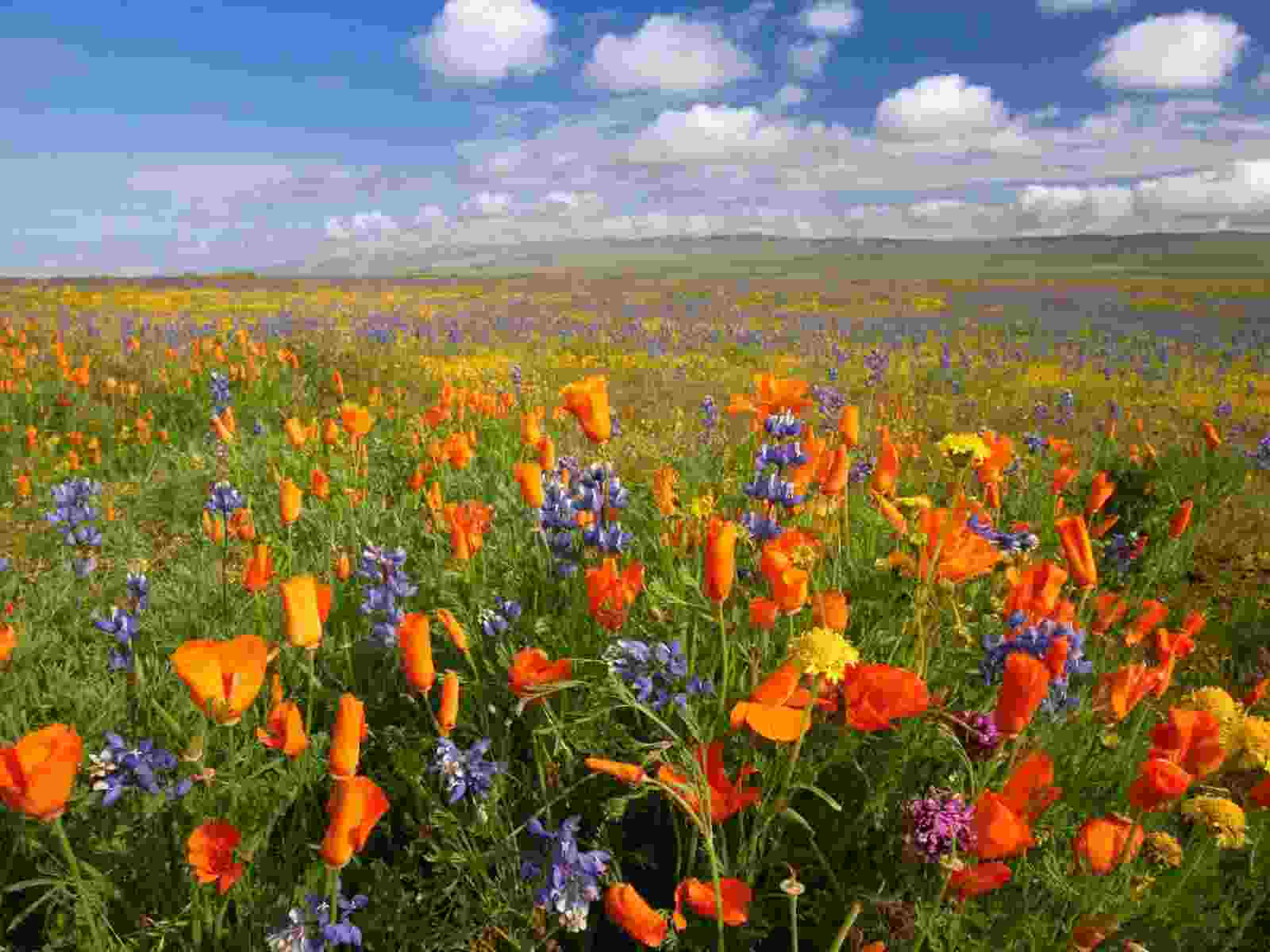 как растения приспособились к погодным условиям степи