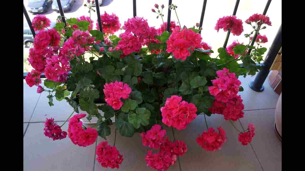 как укоренить герань черенками в домашних условиях