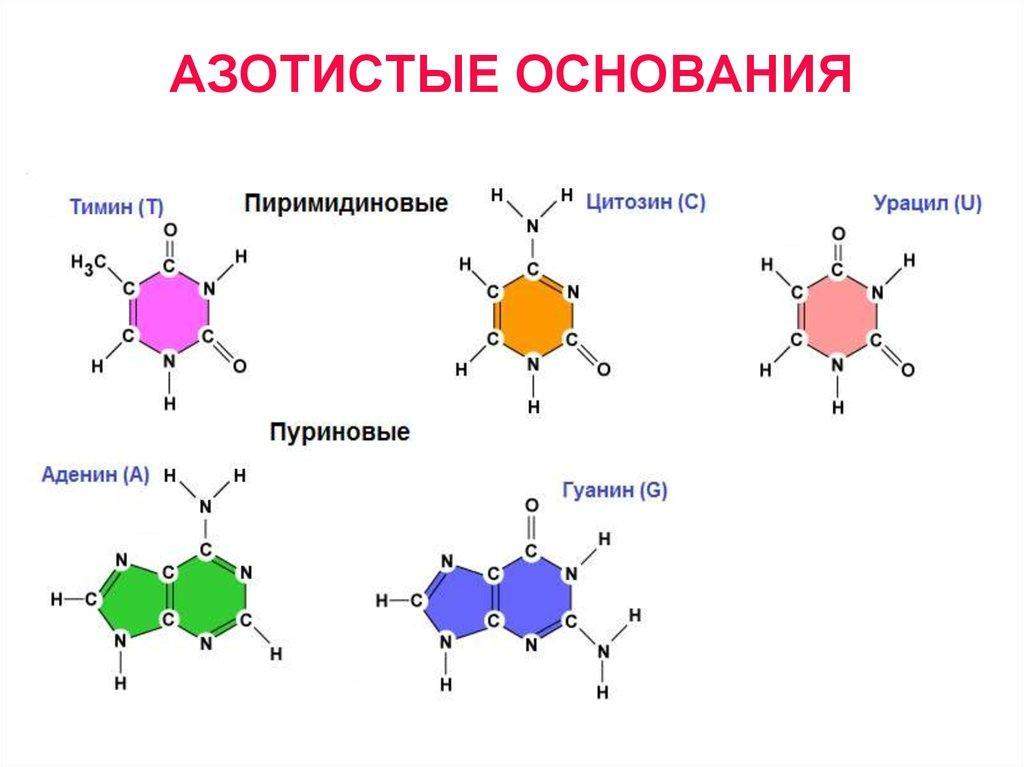 какие азотистые основания входят в состав днк
