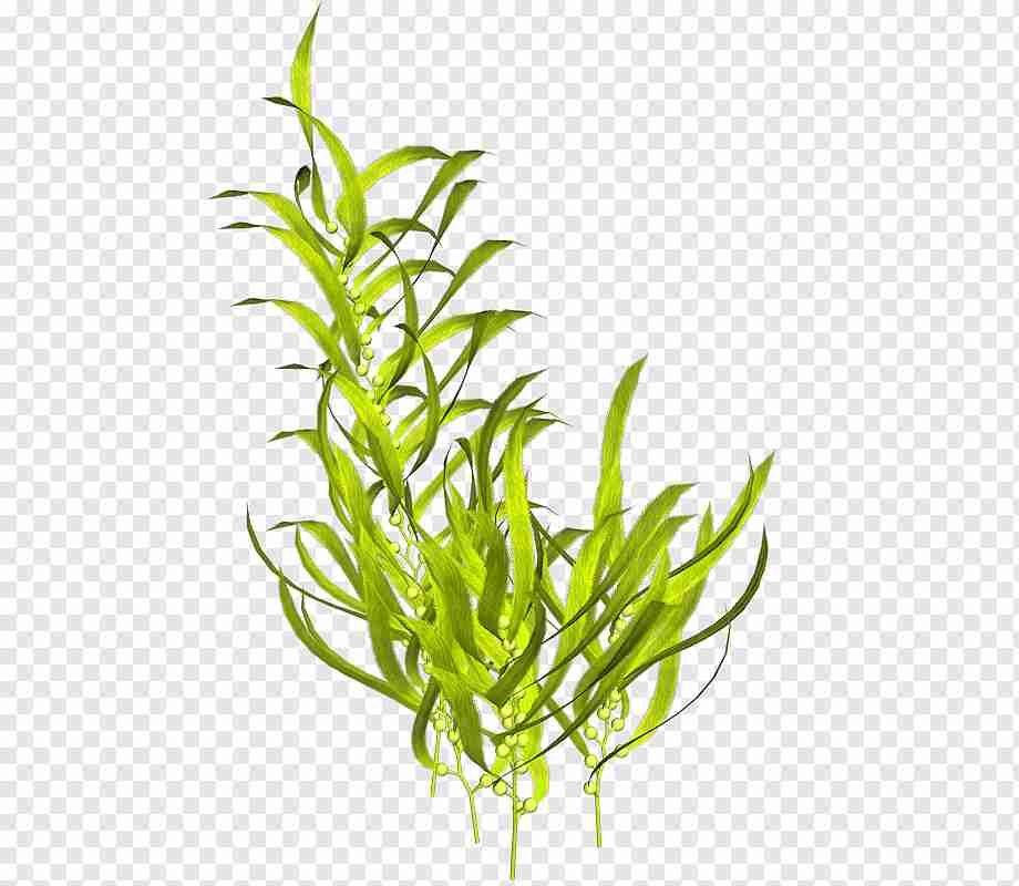 какое значение имеют водоросли в природе