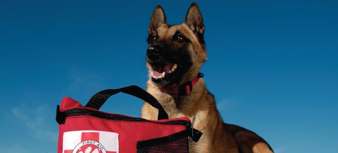 какое обезболивающее можно дать собаке