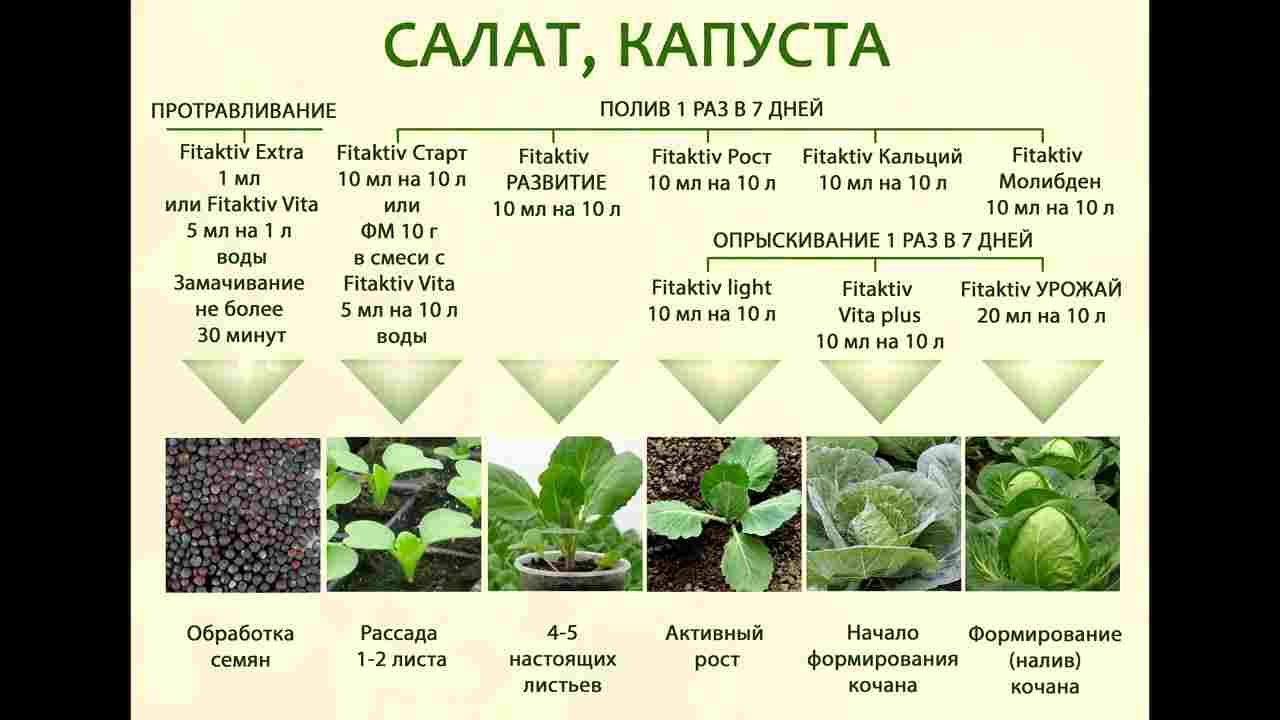 канифратон фитокомплекс любисток капсулы инструкция