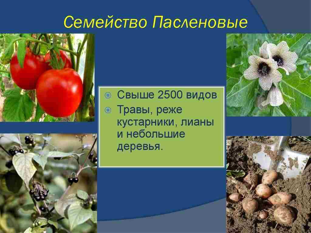 картофель и баклажан это одно семейство