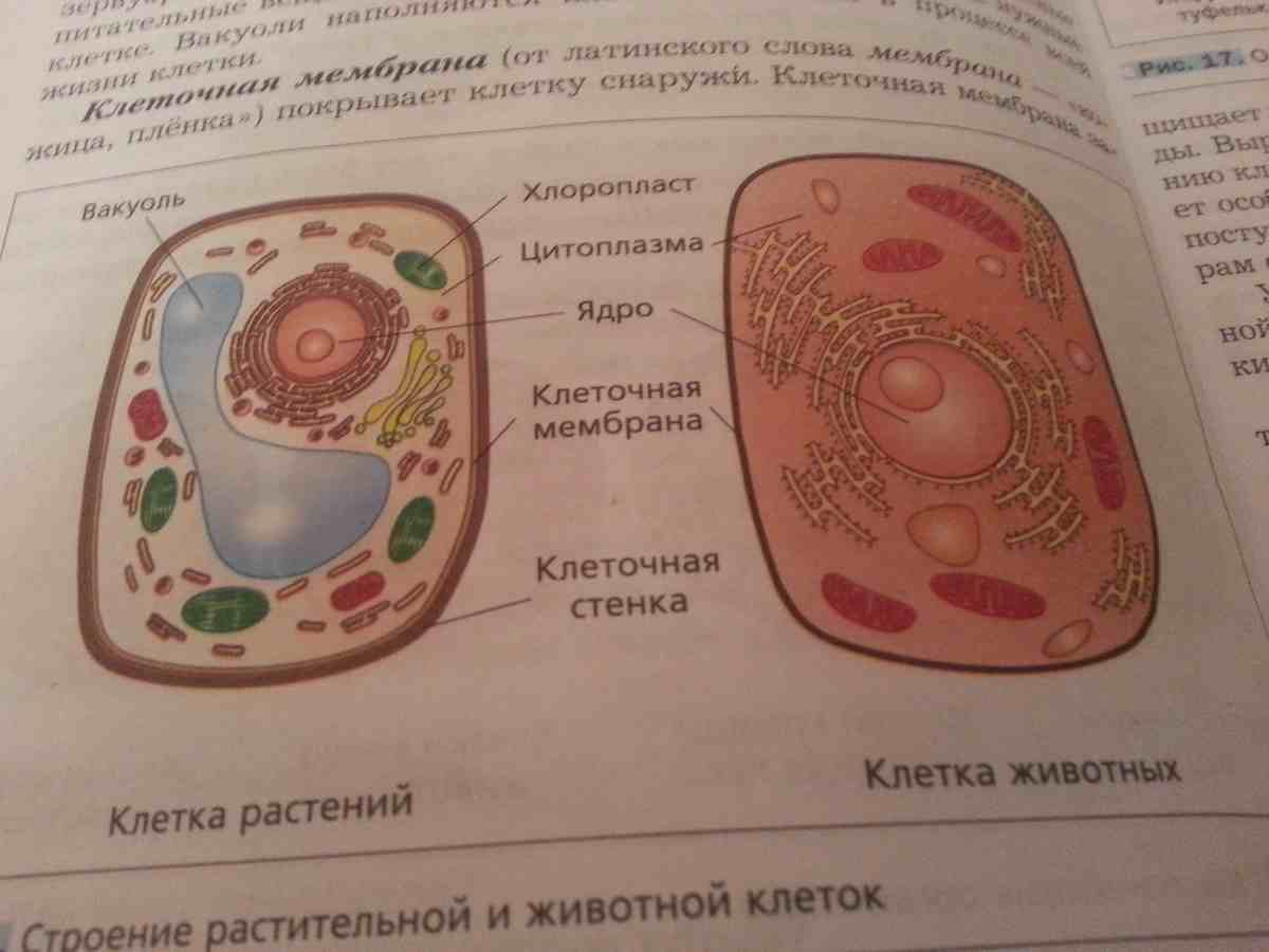 клетки бактерий отличаются от клеток растений