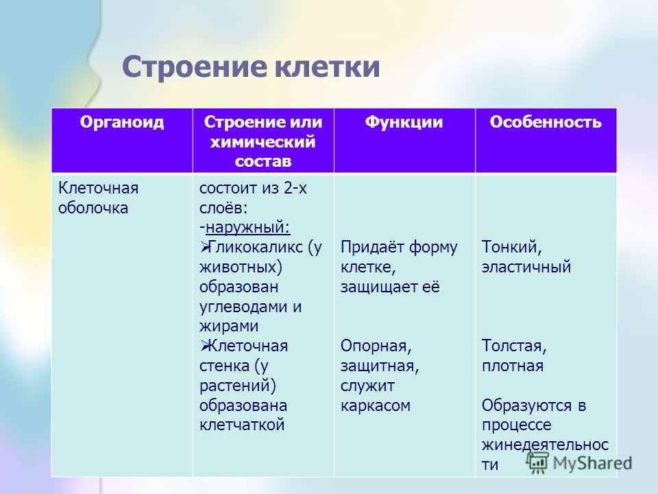 клеточная стенка строение и функции