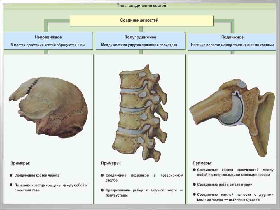 кости их химический состав строение типы костей