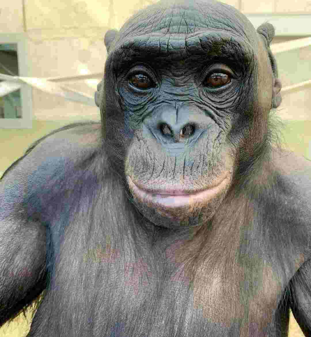 купание обезьяны в теплой воде группа состав