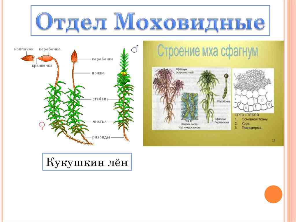 многообразие растений и их значение в природе