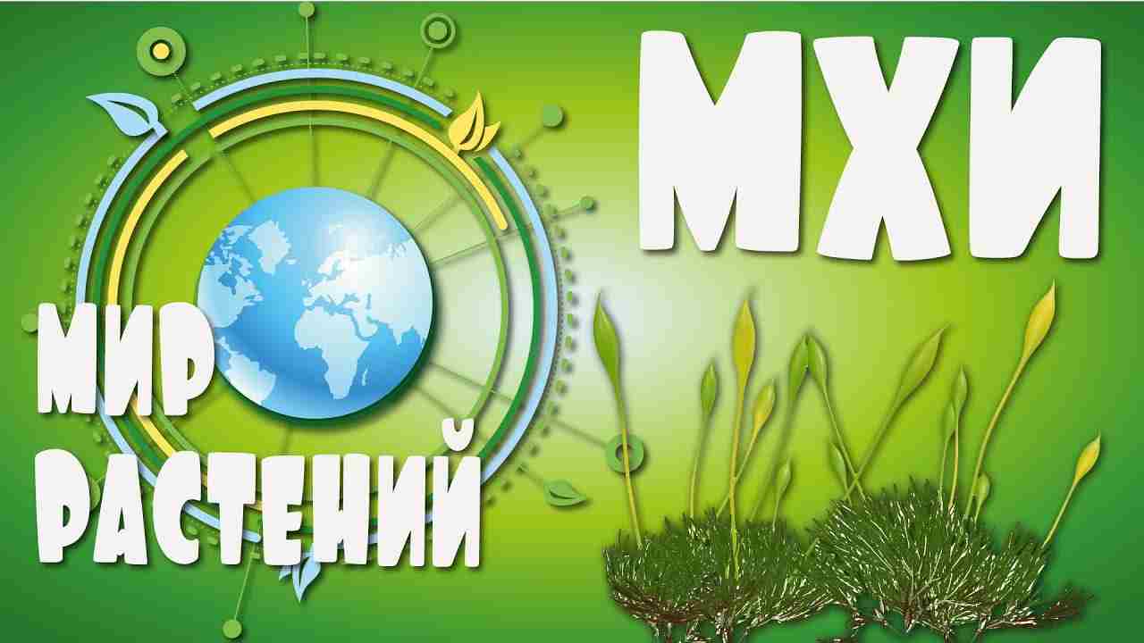 мхи относятся к высшим растениям потому что