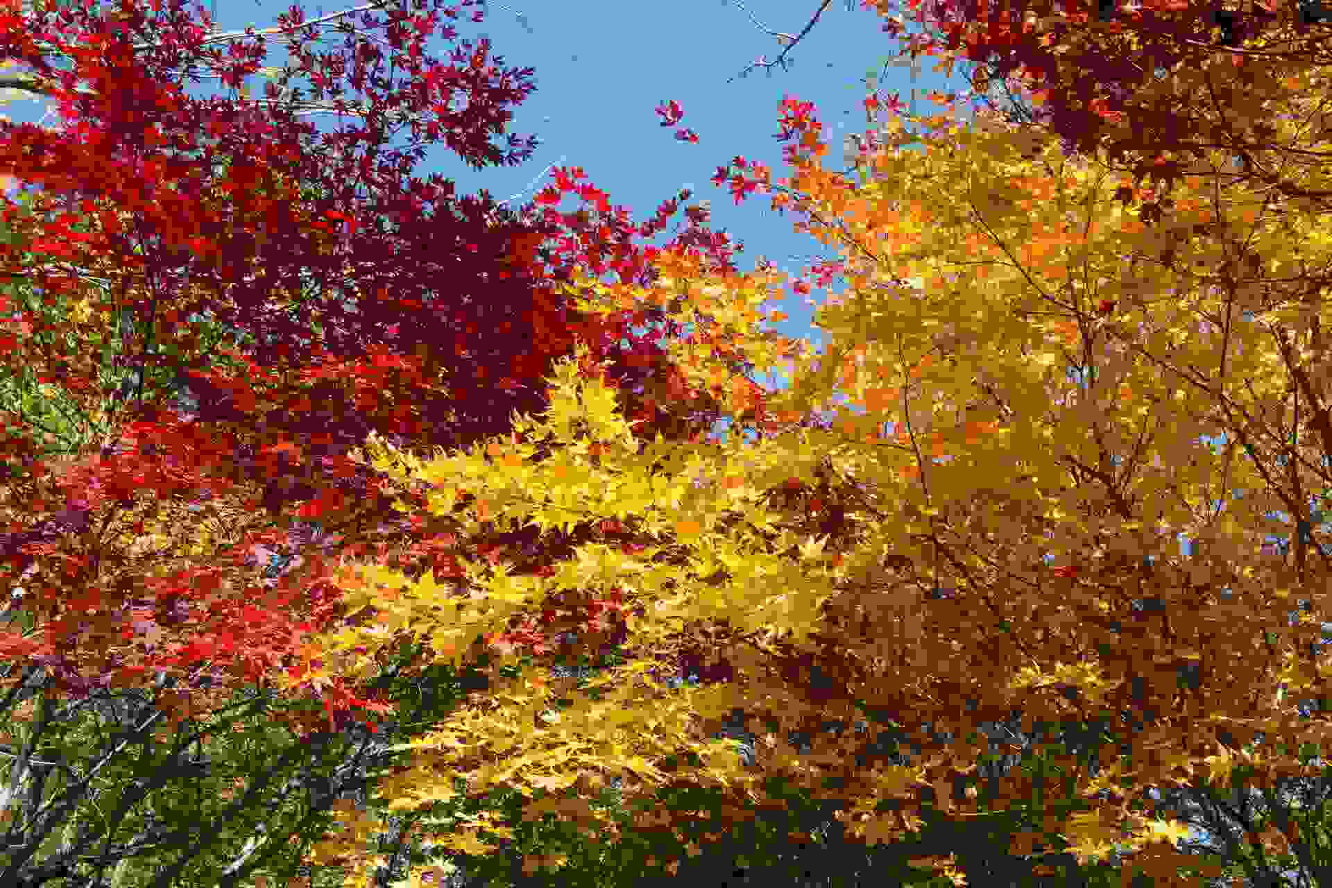 на деревьях желтели не облетевшие листья