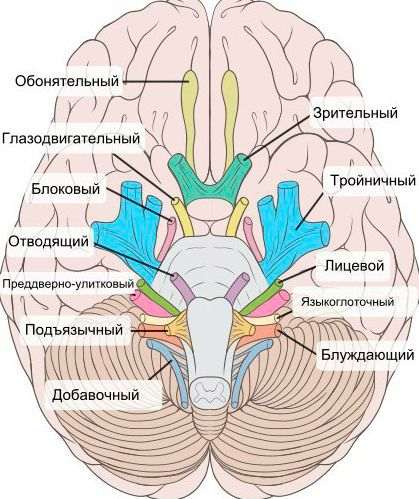 нейропатическая боль у взрослых что это