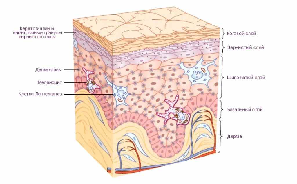 оболочка простейших с постоянной формой тела называется