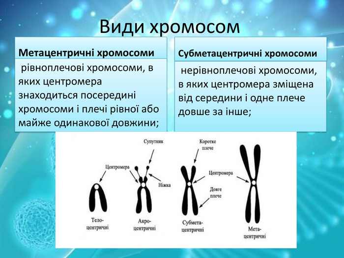 определение числа хромосом в кариотипе метод