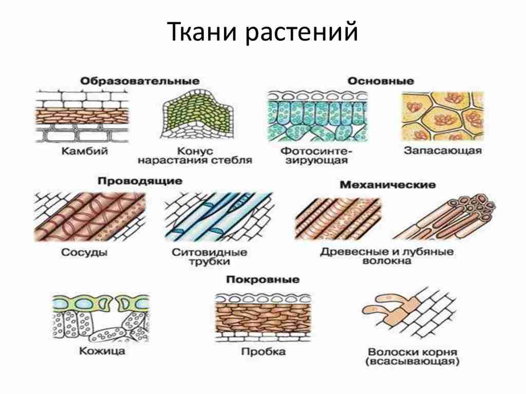 особенности строения основной ткани 6 класс