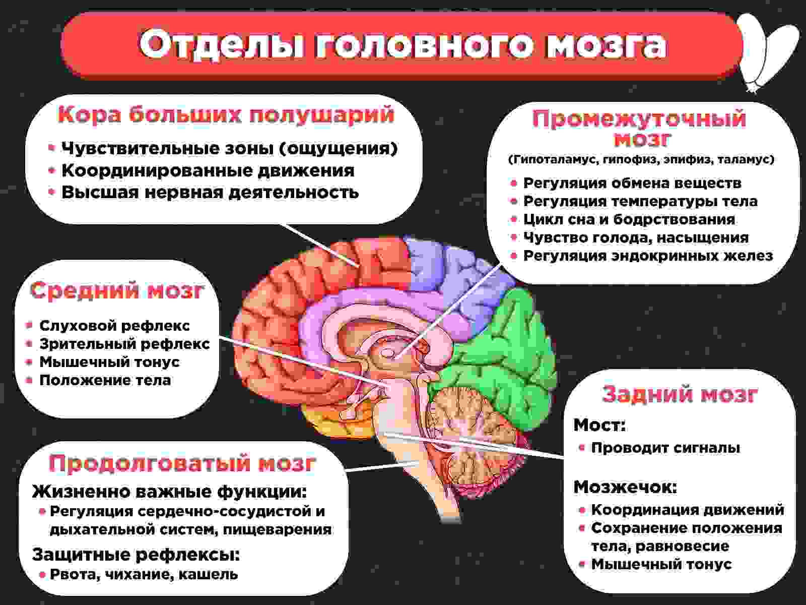 отделы головного мозга и их функции таблица