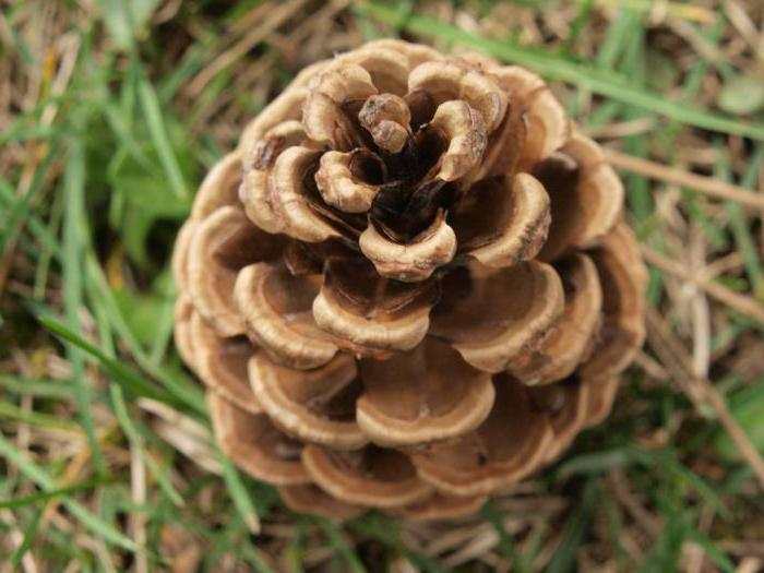 почему голосеменные получили такое название