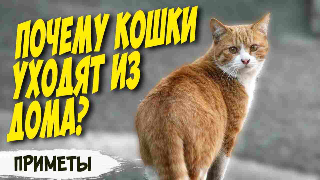 почему кошки уходят из дома